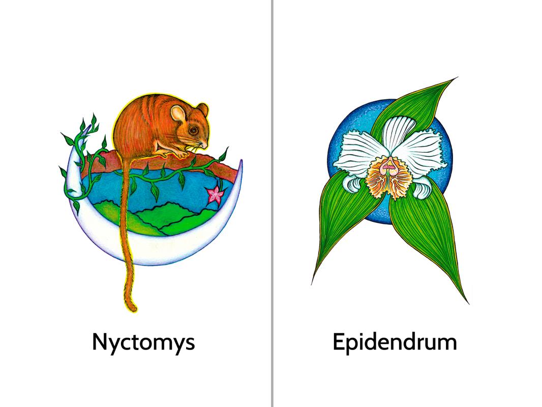 camiseta-mujer-bio-anori-1-unidad-V2.jpg?2xj