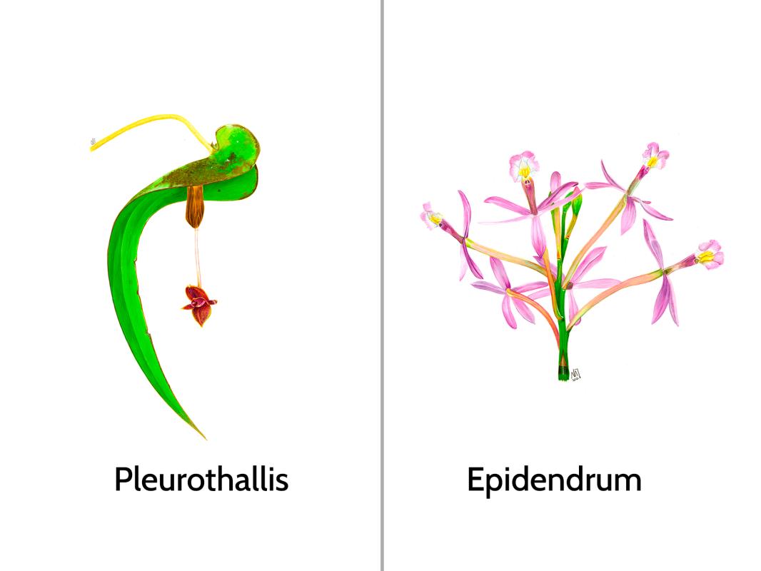 camiseta-mujer-bio-anori-1-unidad-V3.jpg?u4p