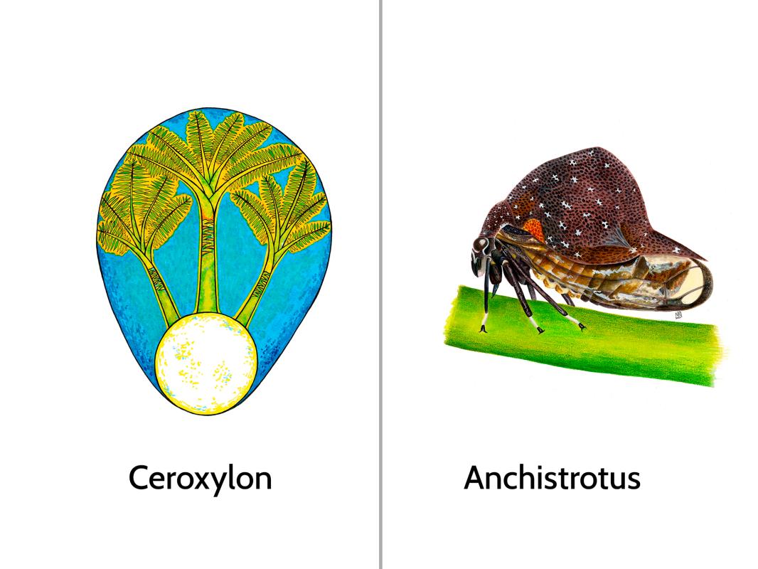 camiseta-mujer-bio-anori-1-unidad-V4.jpg?29H