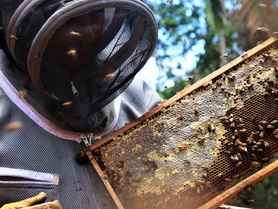 mieles-puras-e-infusionadas--280-mililitros-V5.jpg?Lwg